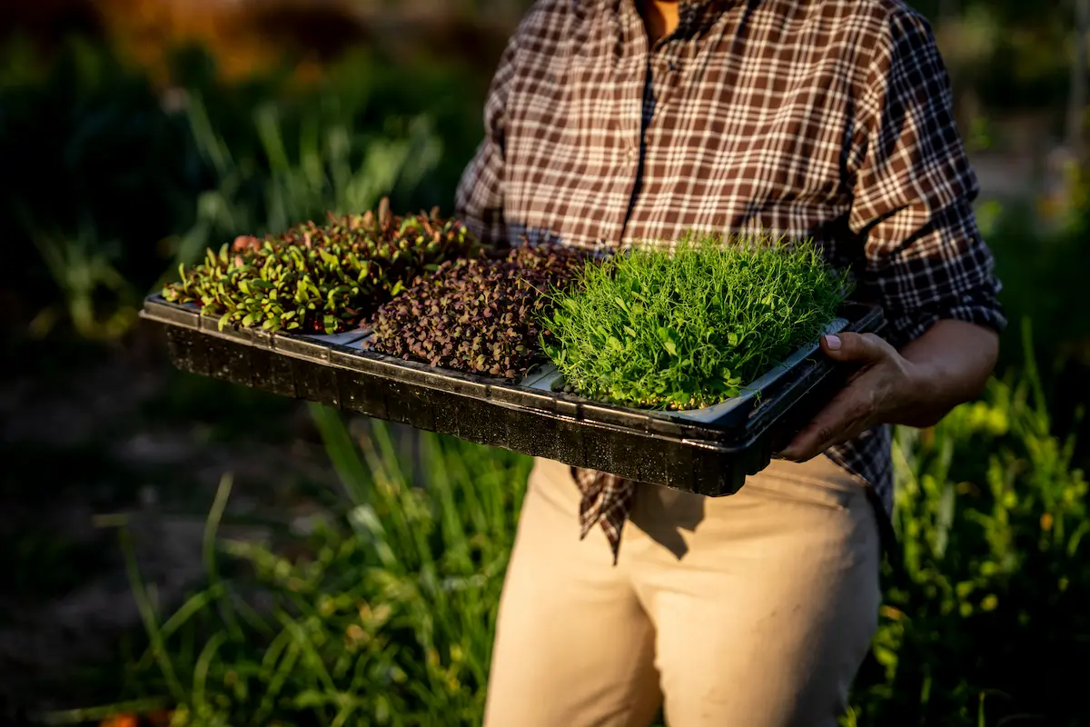 agricultura regenerativa